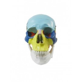 Libral Study Model Skull Multi Coloured