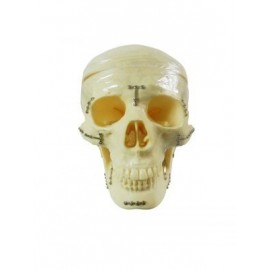 Libral Study Model Skull With Clips & Screws