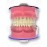 Api Jaw Set And Teeth B-561